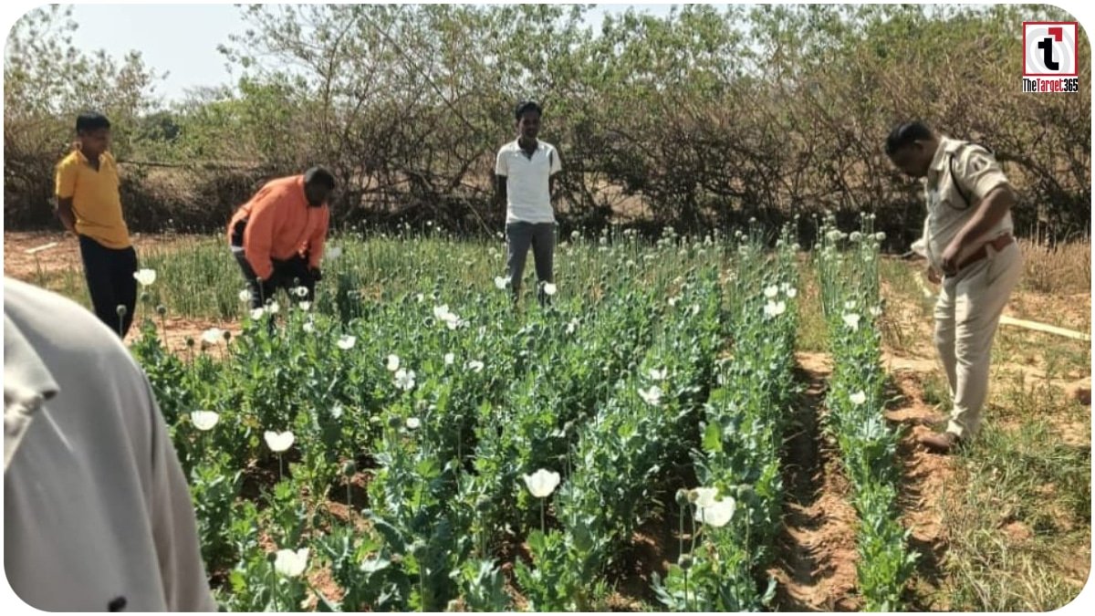 Raigarh Opium Farming