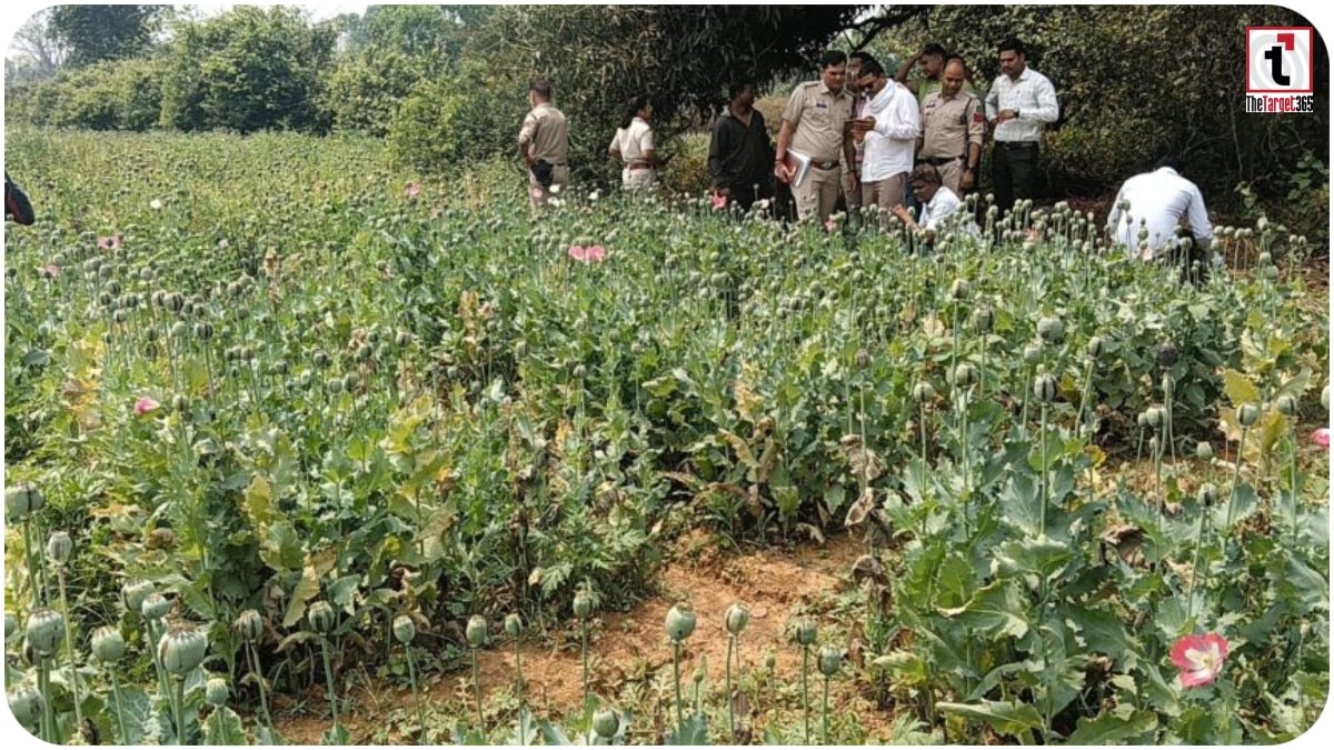 Raigarh Opium Farming