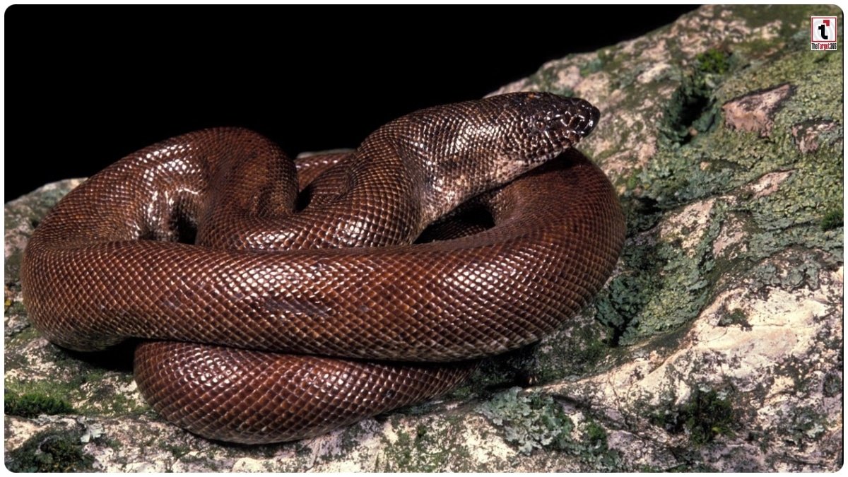 Red Sand Boa