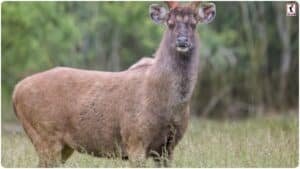 Sambar Deer Facts