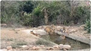 Sariska Tiger Reserve