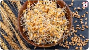Sprouted Wheat Benefits