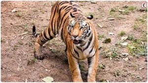 Tadoba tiger secrets