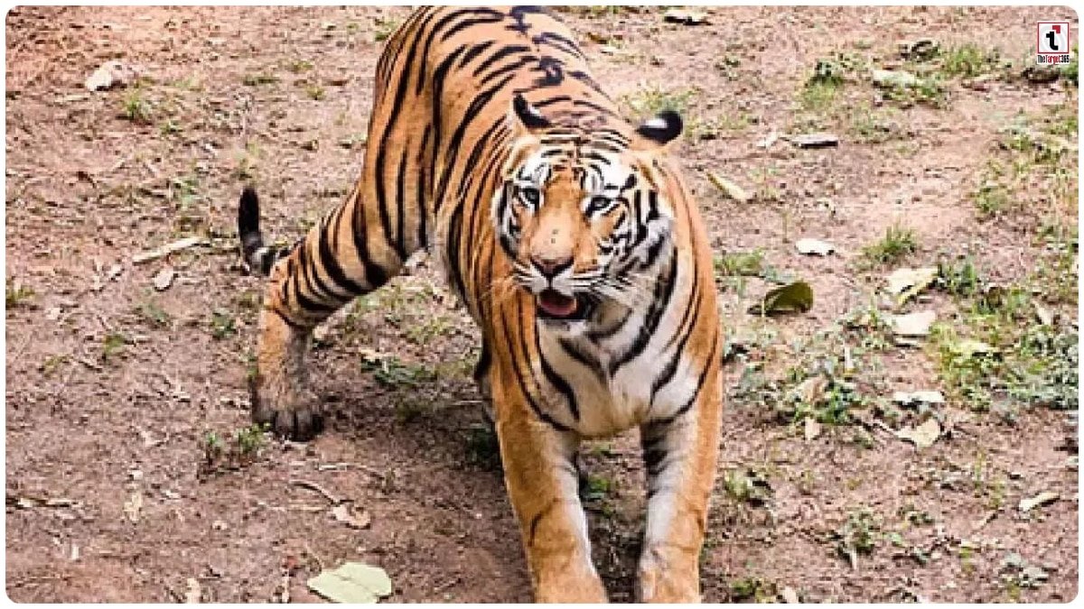 Tadoba tiger secrets