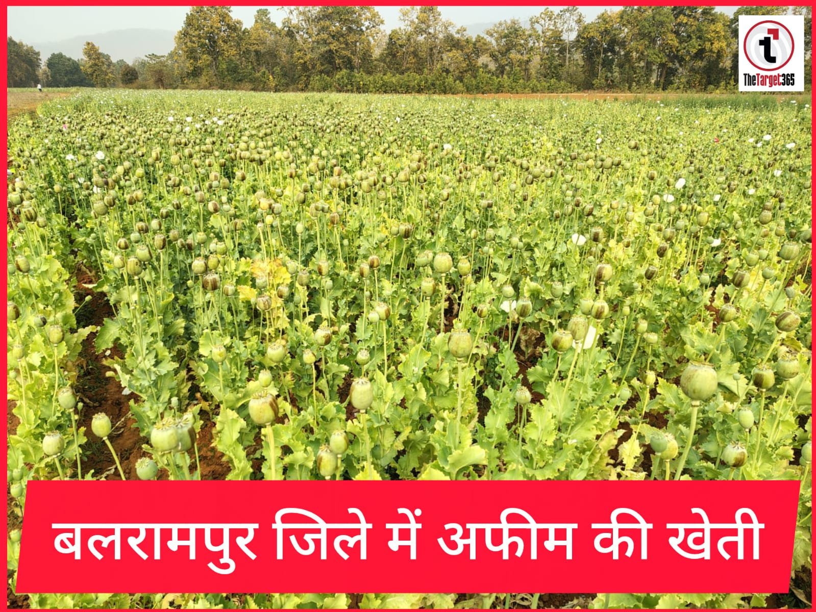 Balrampur Opium Case