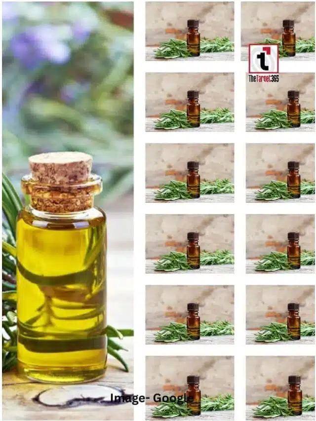 रोजमेरी ऑयल बालों के लिए कितना फायदेमंद?