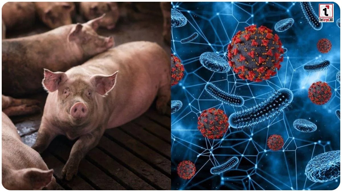 African Swine Fever