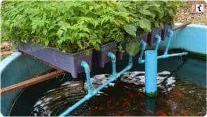 Aquaponics Farming: मछली भी बिकेगी और सब्जी भी! जानें कैसे शुरू करें कम पानी वाली यह जादुई खेती