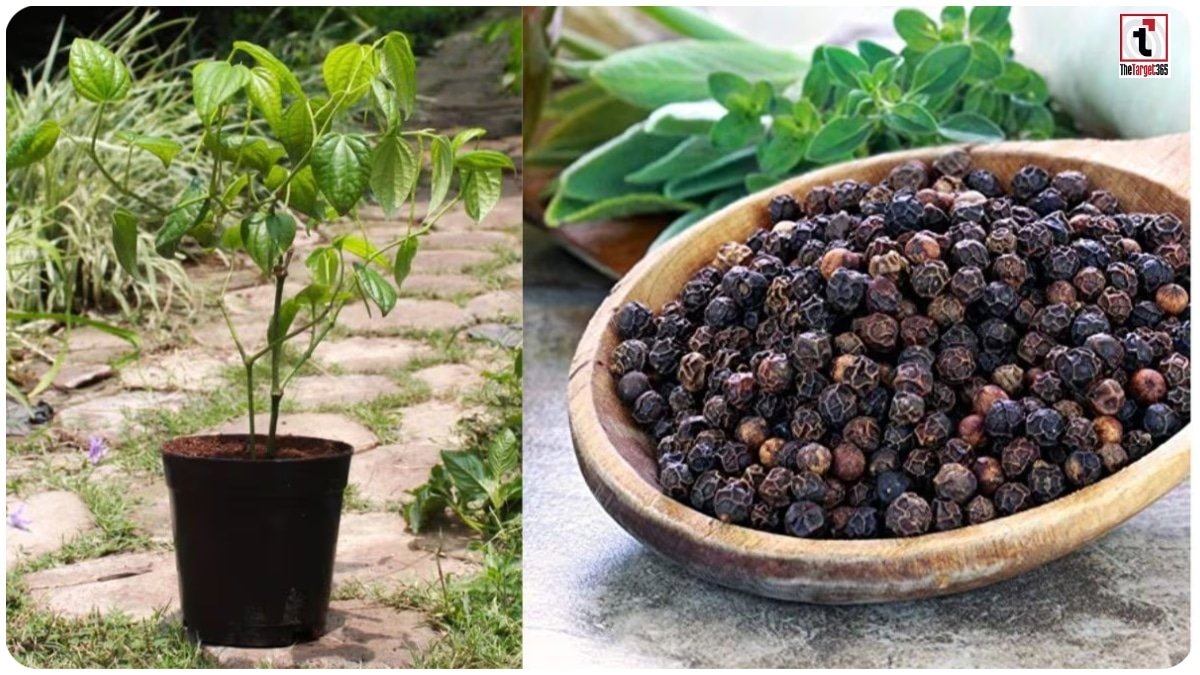 Black Pepper Farming