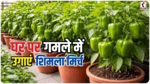Capsicum Gardening : गमले में शिमला मिर्च उगाने के आसान टिप्स, अपनी छत पर ऐसे बनाएं मिनी फार्म