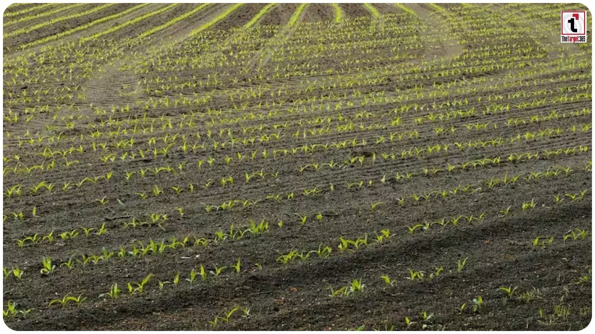 Carbon Credit Farming