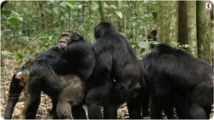 Chimpanzee War