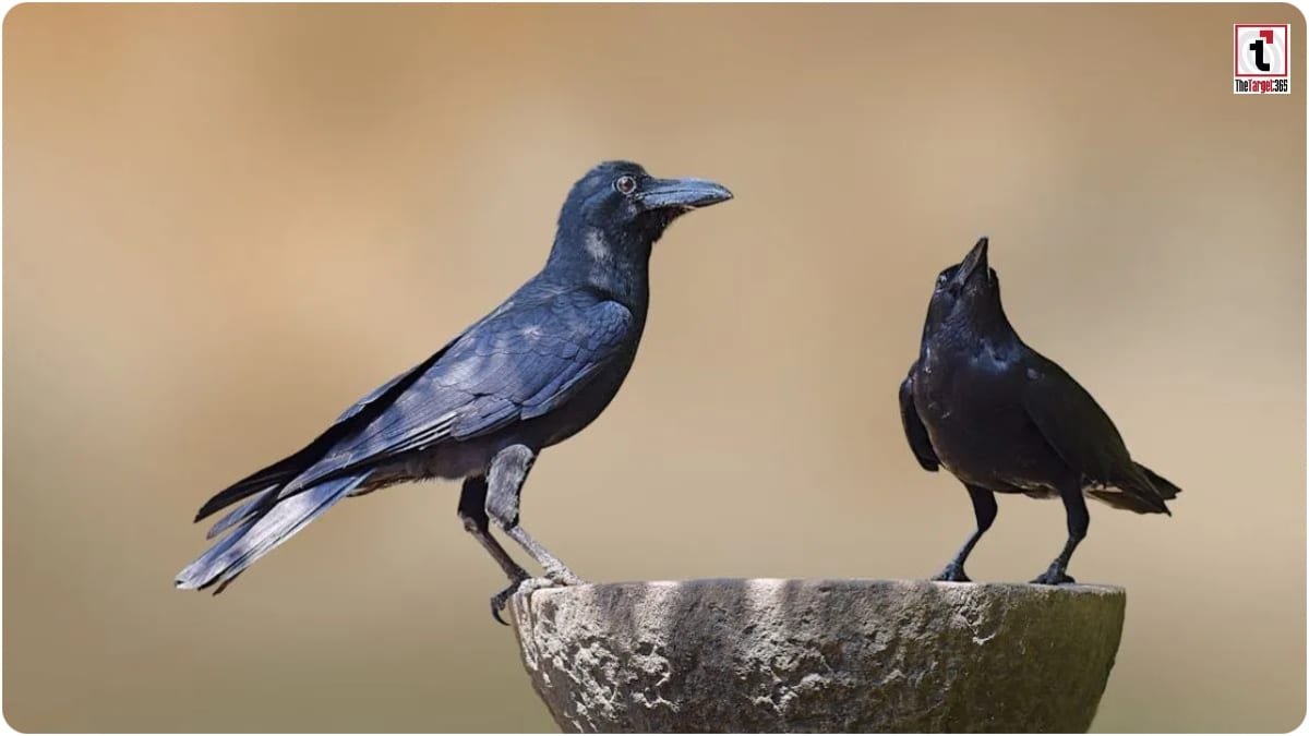 Crow Funeral Mystery