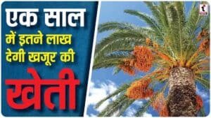 Date Palm Farming : खजूर की खेती से किसान बनें मालामाल, एक एकड़ से करें लाखों की कमाई, जानें पूरी तकनीक