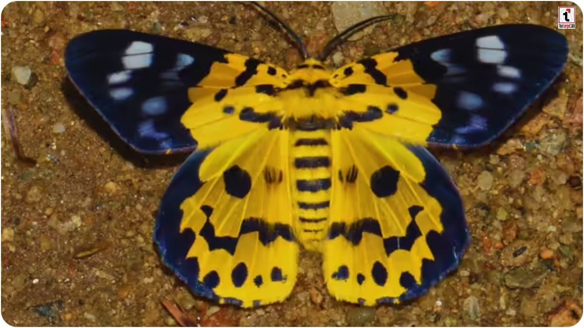 False Tiger Moth
