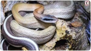 Flying Snakes Cambodia