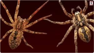 Giant hunting spider