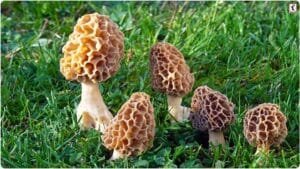 Gucchi Mushroom : गुच्छी मशरूम की खेती से बनें मालामाल, एक किलो की कीमत 40 हजार, किसानों के लिए वरदान