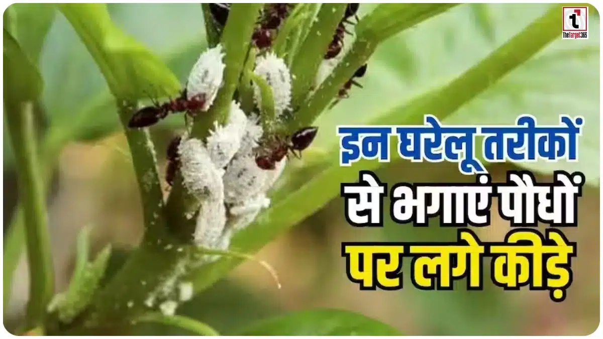 Homemade Organic Pesticide