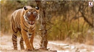 MP Tiger Census 2026