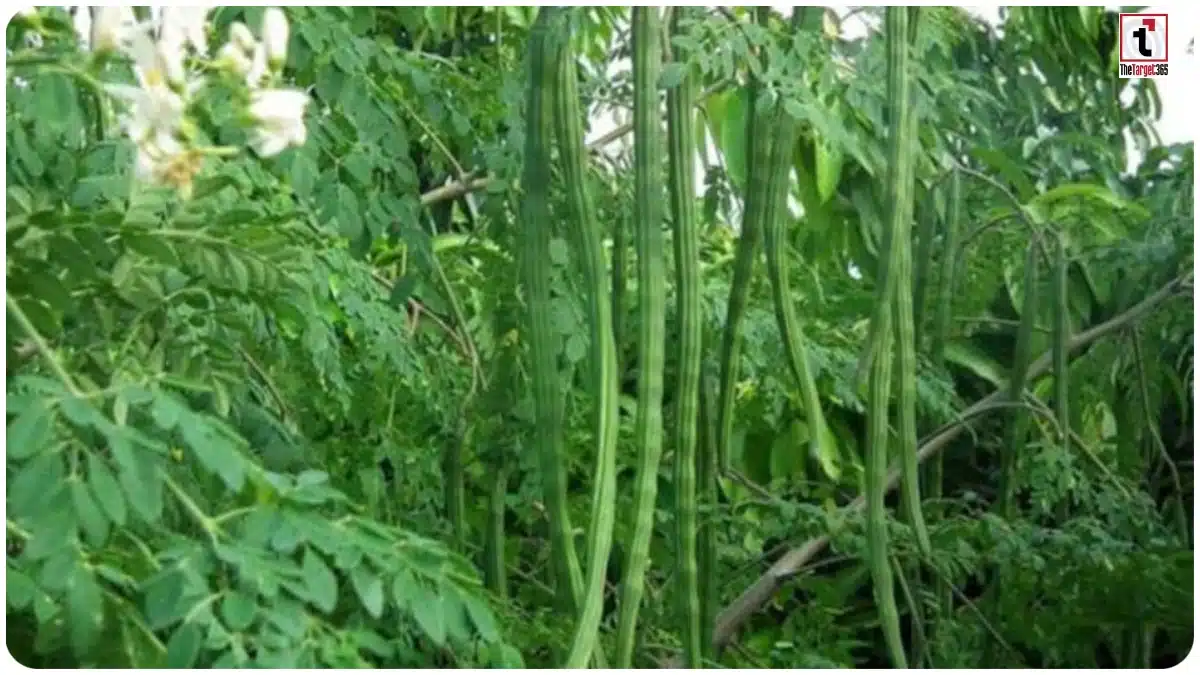 Moringa Farming
