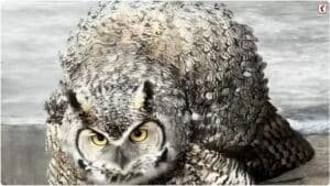 Ontario Owl Rescue