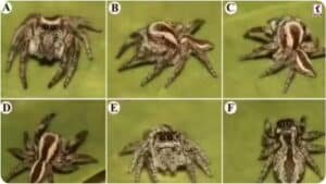 Rare Spiders in Rajasthan