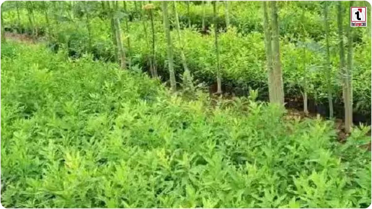 Sandalwood Farming