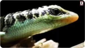 Skink Lizard Facts