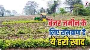 Soil Health Alert: बंजर जमीन भी देगी बंपर पैदावार! अपनाएं ‘हरी खाद’ का ये देसी फॉर्मूला!
