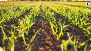 Soil Organic Carbon : मिट्टी में ऑर्गेनिक कार्बन का महत्व, बेहतर पैदावार और बंपर मुनाफे के लिए जरूरी टिप्स