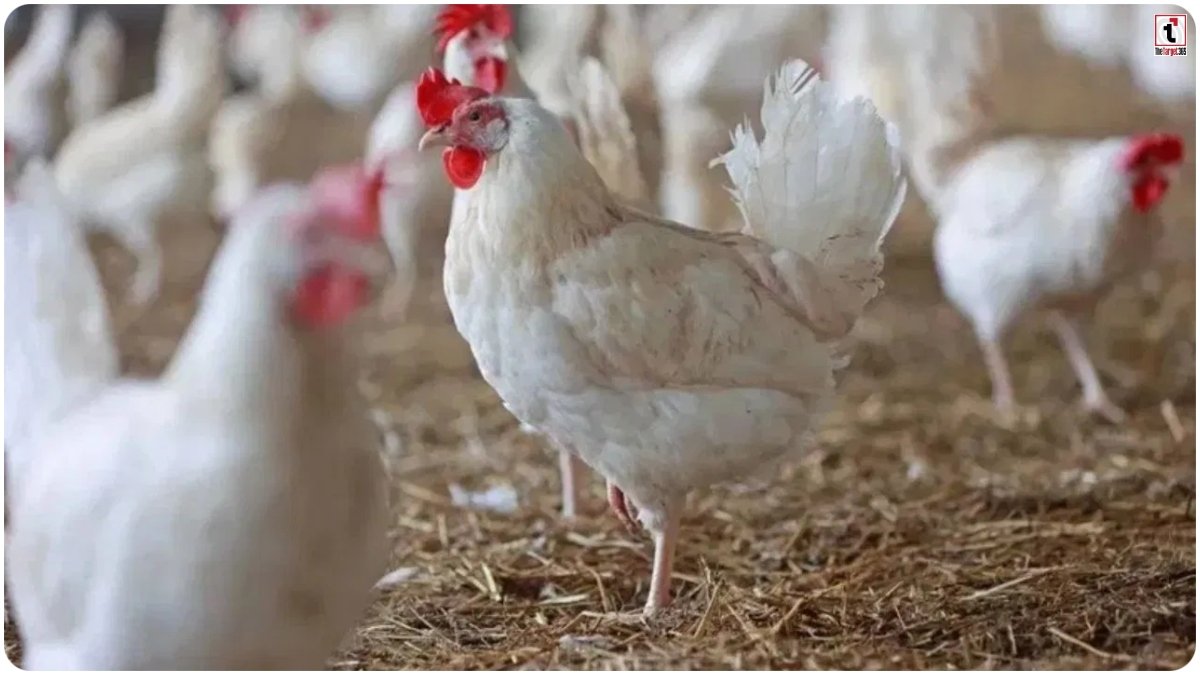 Telangana Chicken Crisis