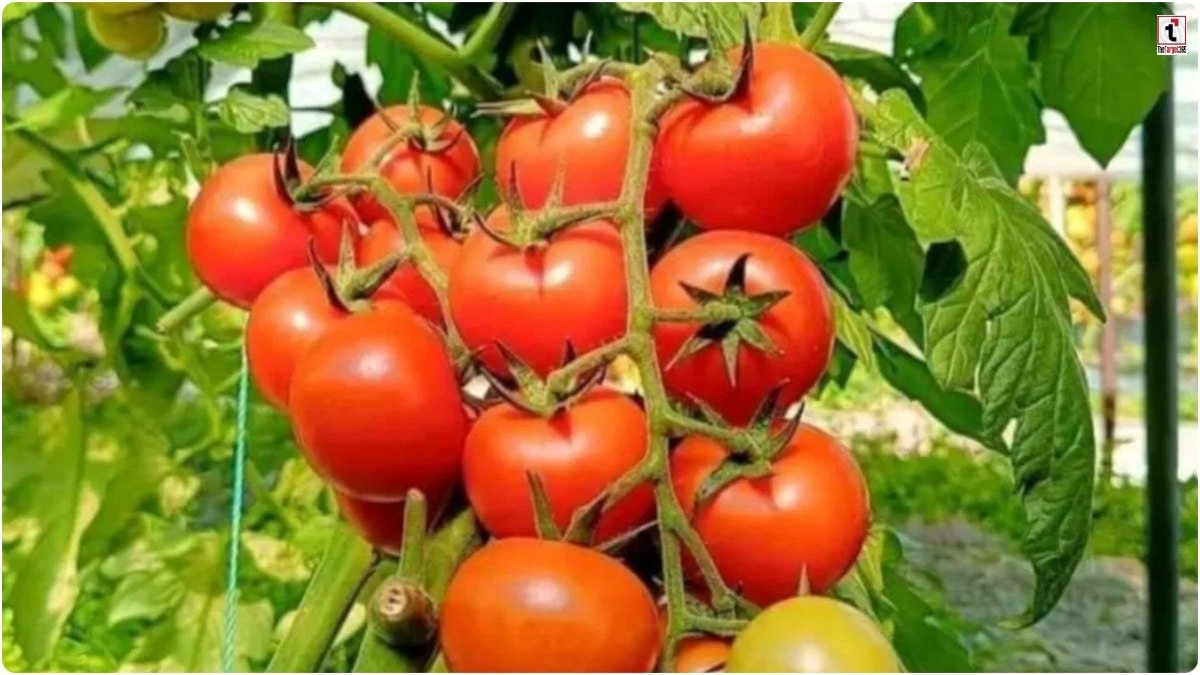 Tomato Farming Profit