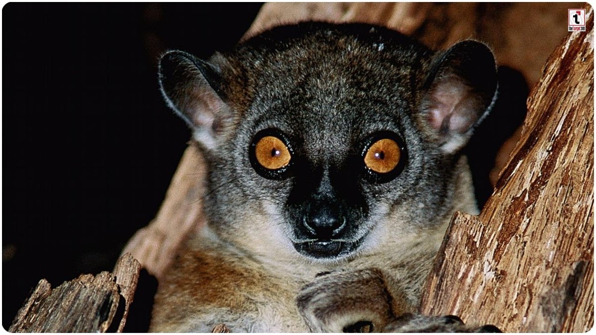 Wildlife Crisis: 2085 तक दुनिया के 33% जानवर हो जाएंगे बेघर, नई वैज्ञानिक रिपोर्ट में डरावनी चेतावनी