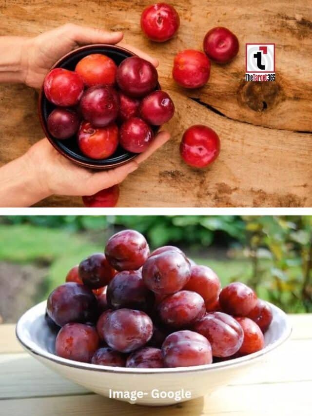 आलूबुखारा खाने के फायदे जानिए