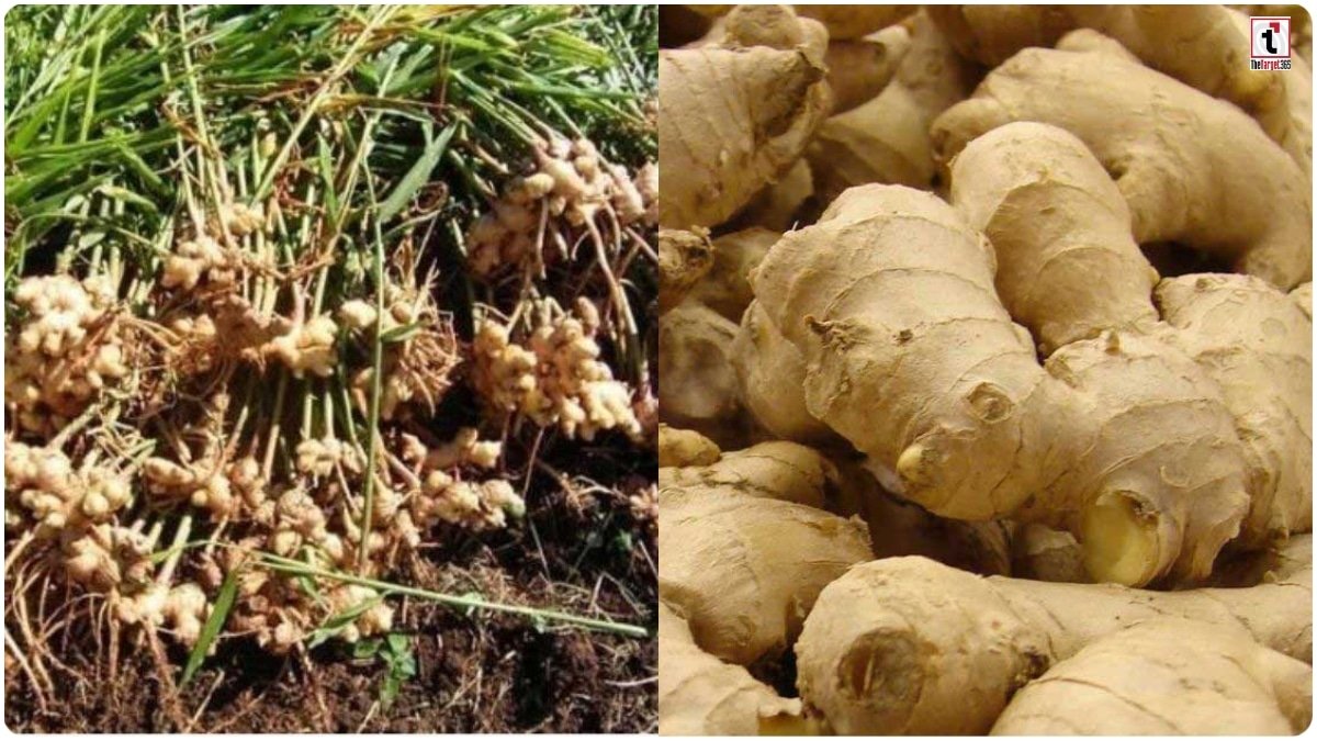 Advanced Ginger Farming