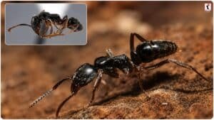 Asian Needle Ant