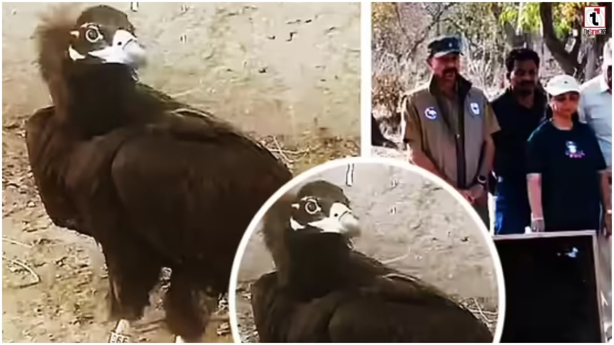 Cinereous Vulture