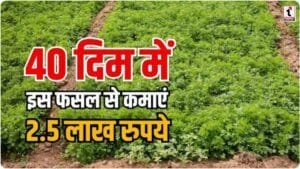 Coriander Farming : धनिया की खेती का जादुई फॉर्मूला, कम खर्च और उम्मीद से दोगुना बंपर मुनाफा