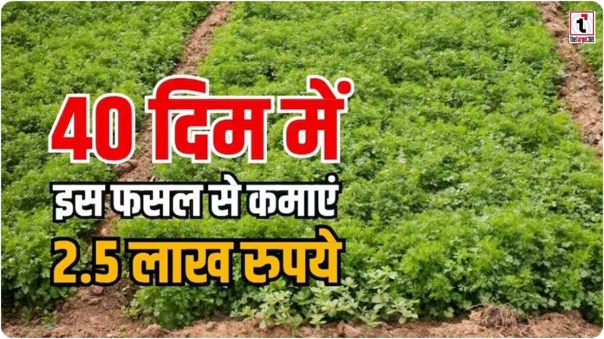 Coriander Farming