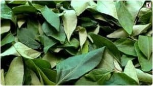 Curry Leaves Health Benefits