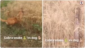 Dog vs Cobra :