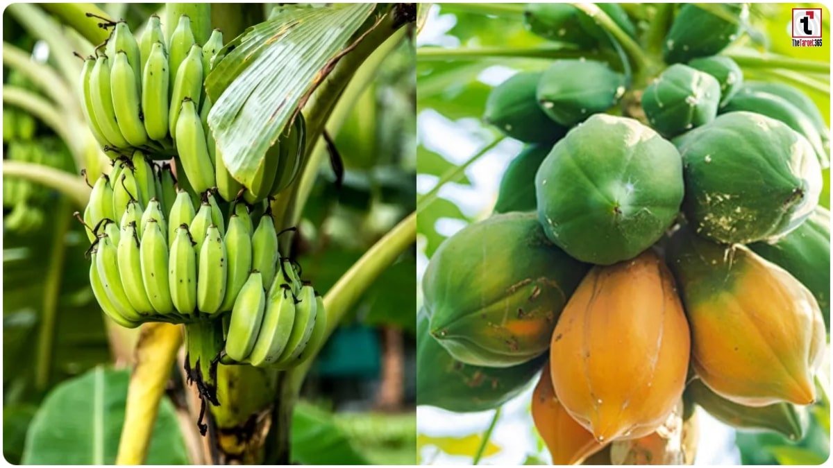 Fruit Horticulture