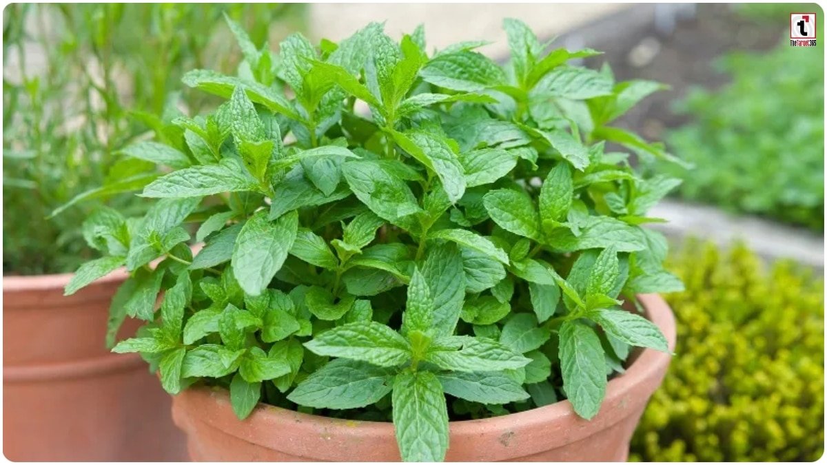 Gardening Tips