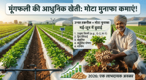 Groundnut Farming : मूंगफली की ये 5 उन्नत किस्में बना देंगी मालामाल, बस मई-जून में करें बुवाई