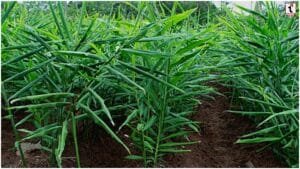 Ginger Farming 2026: अदरक की खेती का बिजनेस आइडिया, कम लागत में कमाएं सालाना 8 लाख मुनाफा
