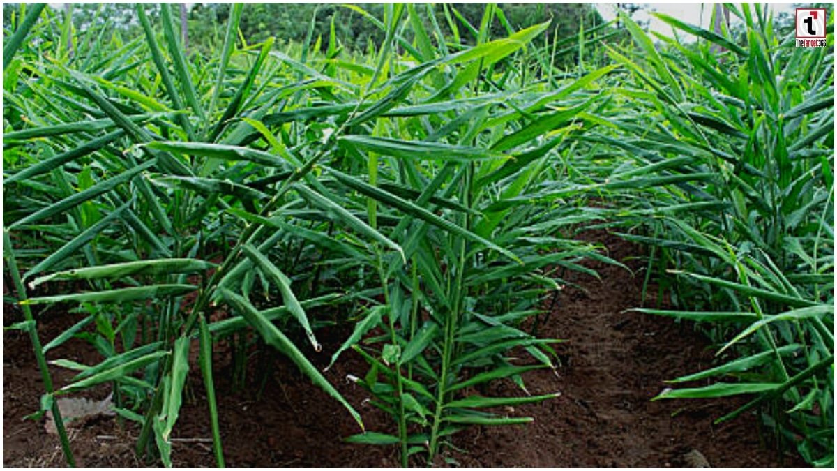 Ginger Farming 2026