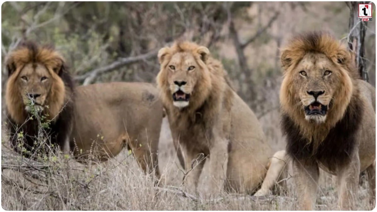 Gir Forest Lion Deaths