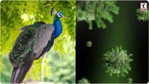 H5N1 Virus Tumakuru