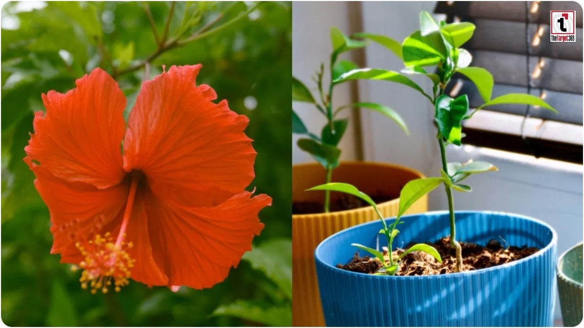 Hibiscus Care